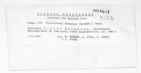 Ptychoverpa bohemica image